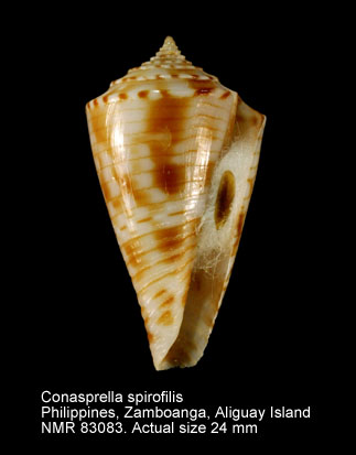 Conasprella spirofilis (2).jpg - Conasprella spirofilis (Habe & Kosuge,1970)